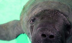 Peixe-boi é retirado da lista de animais em risco de extinção 