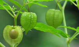 Planta amazônica pode ser útil contra Mal de Alzheimer 