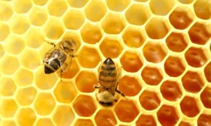 Substância produzida pelas abelhas é benéfica para a saúde humana 