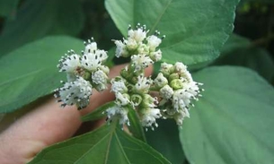 Planta é remédio natural para problemas respiratórios e cicatrização da pele