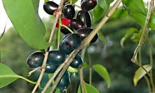 Cientistas comprovam que esta fruta é capaz de destruir 90% do câncer