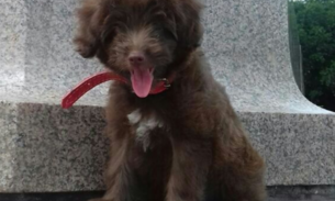 Família oferece recompensa para encontrar poodle roubada em Manaus