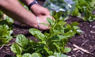 Hortaliça rica em vitamina C é indicada para mulheres grávidas 