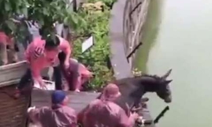 Burro é jogado dentro de jaula de tigres como alimento e atitude revolta  