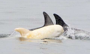 Raridade: golfinho albino é avistado na costa da Califórnia