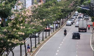 Ipês florescem em período atípico em Manaus  