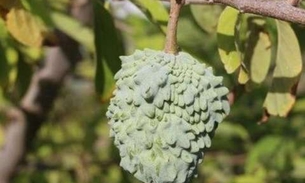  Rica em qualidades nutricionais, fruta ajuda a regular pressão arterial  