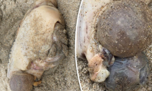 Criatura bizarra é achada em praia e intriga internautas