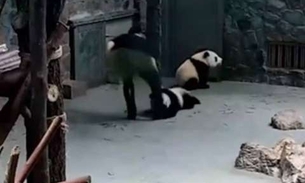  Vídeo de maus-tratos contra filhotes de panda revolta internautas na China 