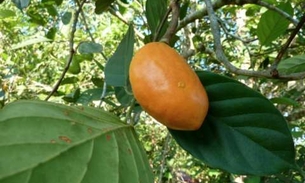 Fruta amazônica é rica em vitamina que ajuda retardar o envelhecimento 