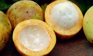 Fruta popular da Amazônia é rica em Potássio, Fósforo e Cálcio 