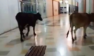 Vacas são flagradas passeando em shopping e surpreende a todos