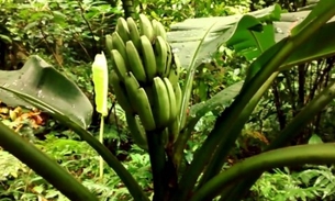 Fruta exótica é usada para dar aroma em bebida alcoólica e sorvetes 