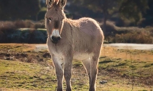 Homem faz sexo com burro e diz seguir orientações médicas 