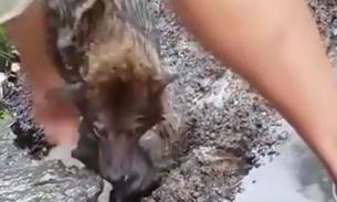 Vídeo de cadela salvando filhote de afogamento emociona internautas 