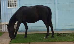 Cavalo é flagrado usando tornozeleira eletrônica em fazenda