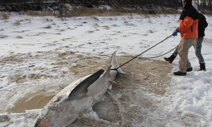 Frio mata e congela tubarões nos Estados Unidos