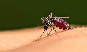 Amazonas tem redução de mais de 50% em casos de dengue, chikungunya e zika