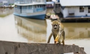 MPF discutirá exploração de animais silvestres em atividades turísticas no Amazonas 