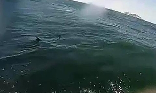 Tubarão é flagrado em praia famosa do Rio de Janeiro