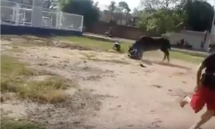 Búfalos fogem e causam pânico ao atacar pessoas nas ruas, veja vídeo
