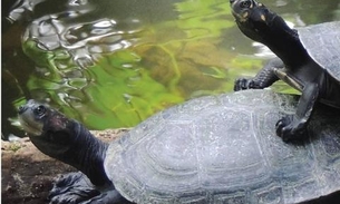 Espaços turísticos em Manaus abrem para visitação gratuita nesta quinta