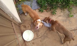 Sem água e comida, pit bulls são encontrados abandonados há 36 dias em quintal de casa