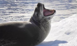Pendrive com fotos de família é encontrado em fezes após ter sido engolido por foca