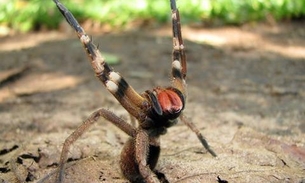 Veneno de aranha brasileira pode ajudar no tratamento da disfunção erétil 