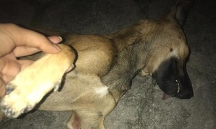 Vizinho é suspeito de matar cadela a tiros na frente da dona em Manaus 