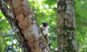 Concurso dará prêmio de R$ 10 mil para melhor identidade visual do sauim-de-coleira