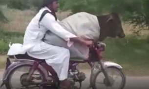 Homem é flagrado transportando vaca em garupa de moto  