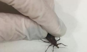 Sobe para seis o número de casos de Doença de Chagas em município do Amazonas