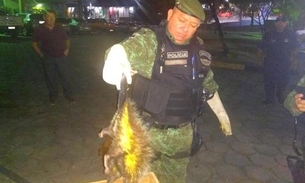 Em Manaus, porco-espinho ‘invade' maternidade e é resgatado 