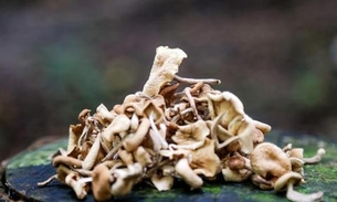 Cultivo de cogumelos pode alavancar renda de produtores rurais no Amazonas