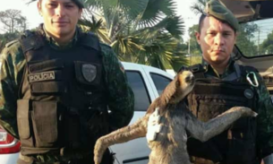 Preguiça é resgatada em avenida de Manaus 