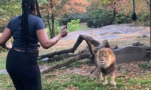 Vídeo: Mulher invade área restrita em zoológico e provoca leão com dança 