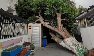 Árvore desaba sobre Lar Batista Janell Doyle durante forte temporal em Manaus