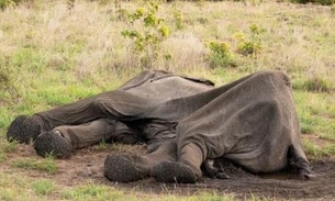 Sem comida e água, elefantes definham até a morte dentro de parques na África