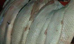 Em Manaus, quase meia tonelada de pescado ilegal é apreendida em barco 