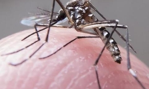 Autoridades espanholas confirmam primeiro caso de dengue transmitido sexualmente