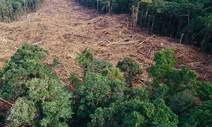 Desmatar para garantir sobrevivência deixa de ser crime ambiental
