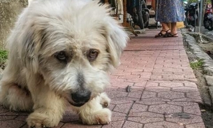 Janeiro Branco: Cães e gatos podem sofrer com depressão