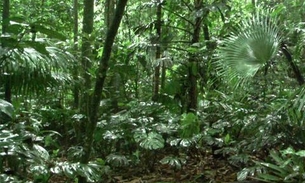 Nu, 'maníaco' ataca menino de 13 anos em área verde da UEA no Amazonas