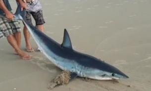 Vídeo mostra homens arrastando tubarão-azul para longe da água; animal morreu após 2h