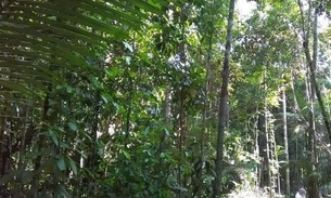 Inscrição de OSC para executar projetos ambientais é aberta em Manaus