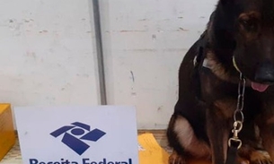 Cão Odin encontra drogas que seriam enviadas pelos correios de Manaus 