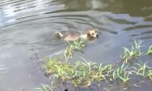 Vídeo chocante mostra jacaré devorando cachorro