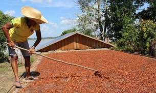 Produção próxima a 700 toneladas de cacau coloca Amazonas entre maiores do País