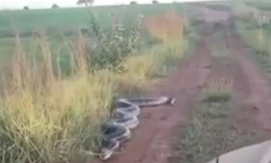 Vídeo: Cobra gigante ‘ataca’ carro em ramal e assusta motorista